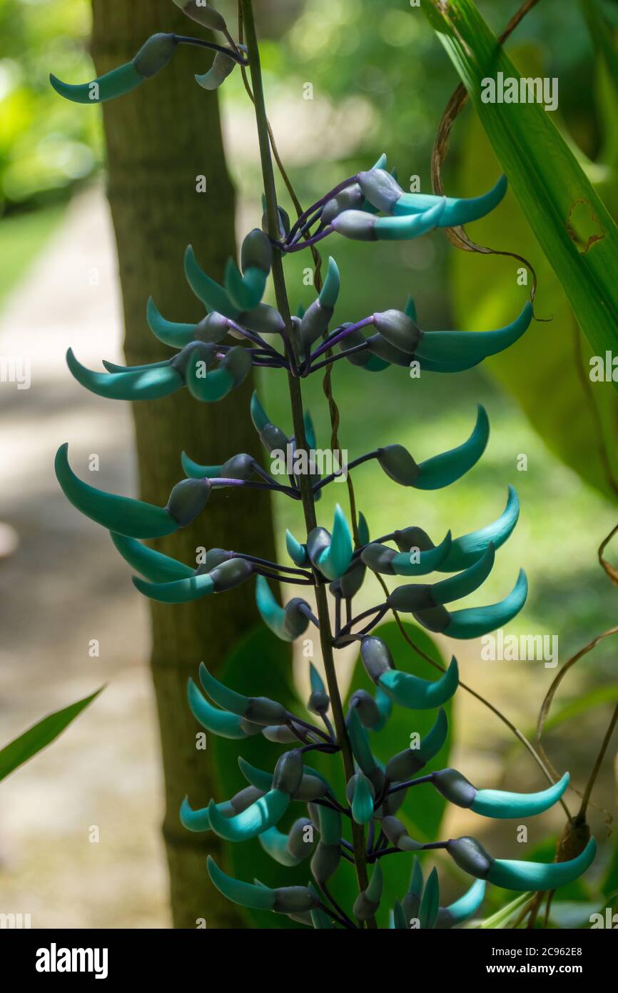 Close up of flowers of a Jade vine Strongylodon macrobotrys Stock