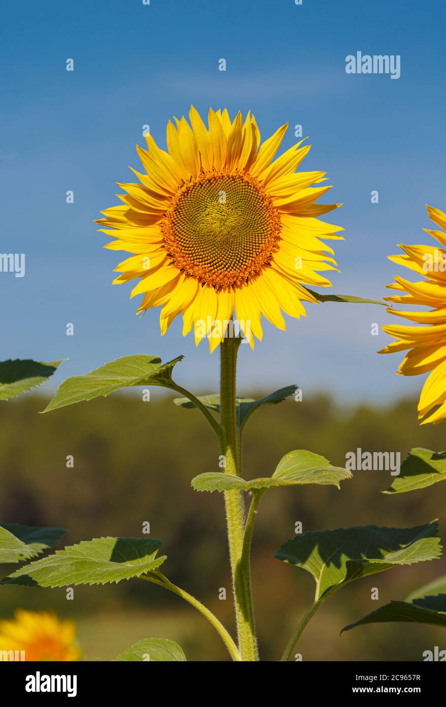 Sunflower against blue sky. Helianthus annuus. Stock Photo