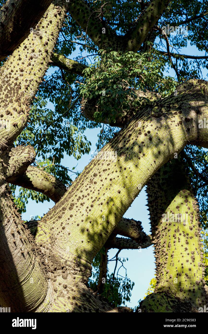 Floss Silk Tree (Ceiba chodatii).  Also known as the Bottle Tree.  In its native South America it is known as el Palo Borracho, or the Drunken Stick. Stock Photo