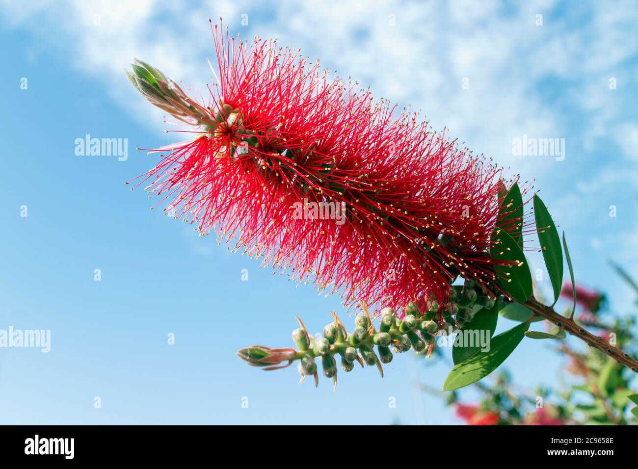 Callistemon, a genus of shrubs in the family Myrtaceae.  Often called Bottlebrush because of its flower's shape which resembles a bottle brush. Stock Photo