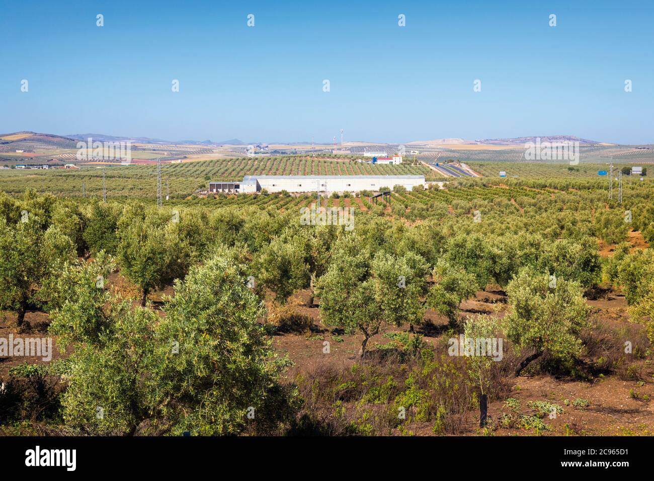 Young olive trees and farmland near Aguadulce, Seville Province, Andalusia, southern Spain. Stock Photo