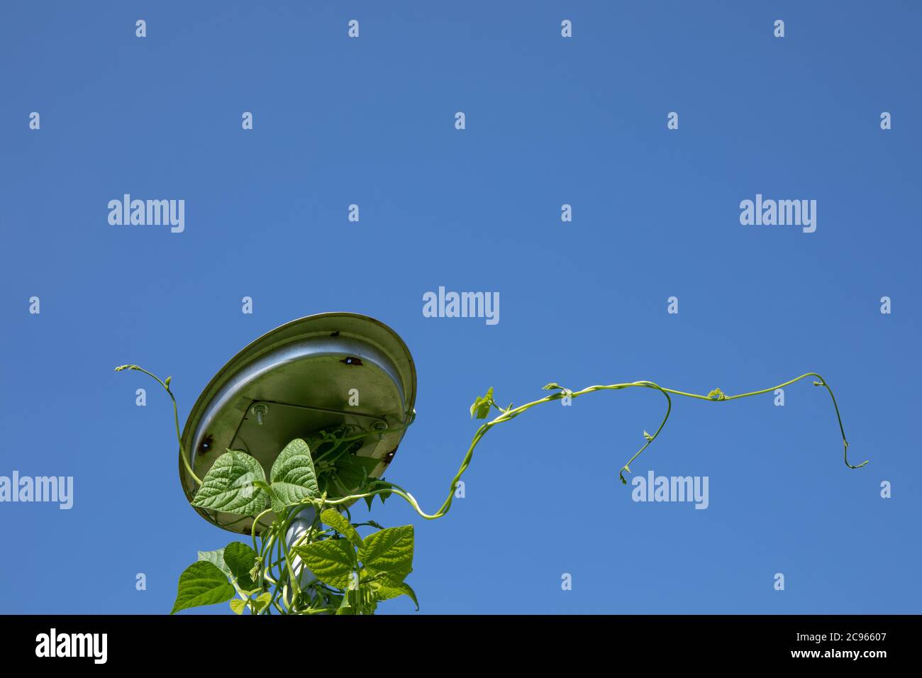 Bean pole hi-res stock photography and images - Alamy