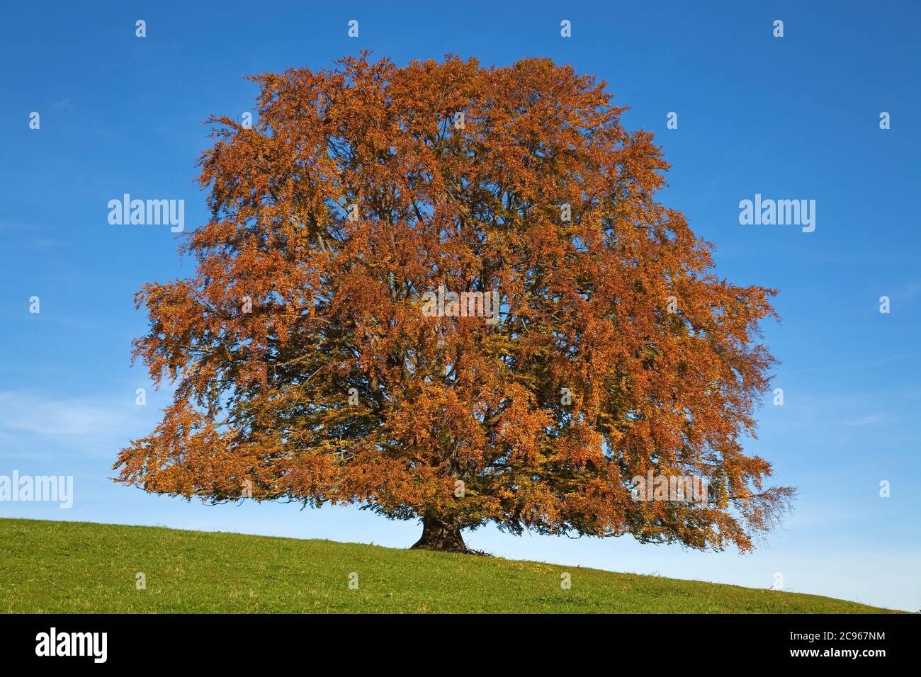 Southern beech leaves hi-res stock photography and images - Alamy