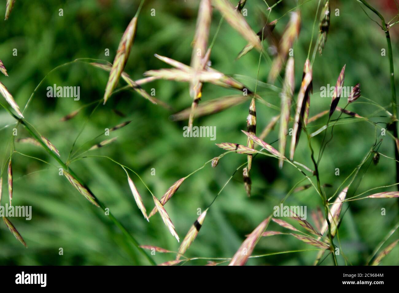 Spikes of perennial wild meadow grass bromus inermis of different focusing against green foliage Stock Photo