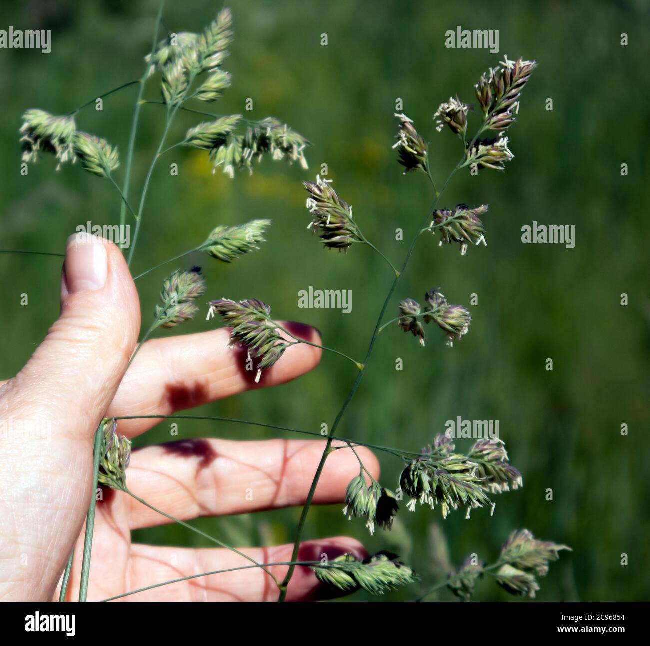 Fluffy spikes of perennial meadow grass phleum pretense and human hand holding it Stock Photo