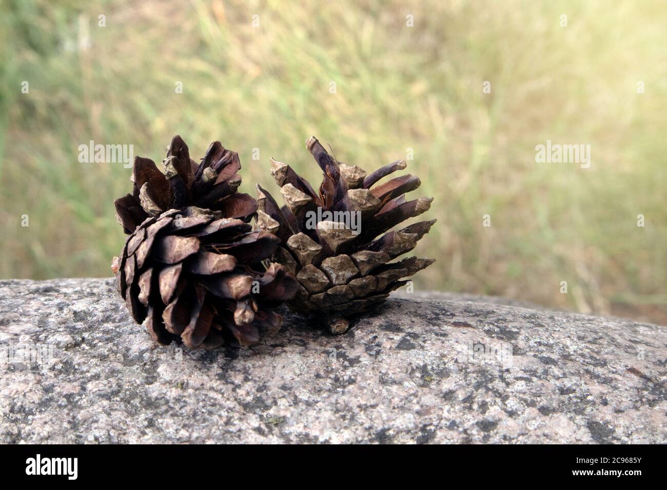 Three fallen opened ripe pine cones lying on the granite boulder against blurred background Stock Photo
