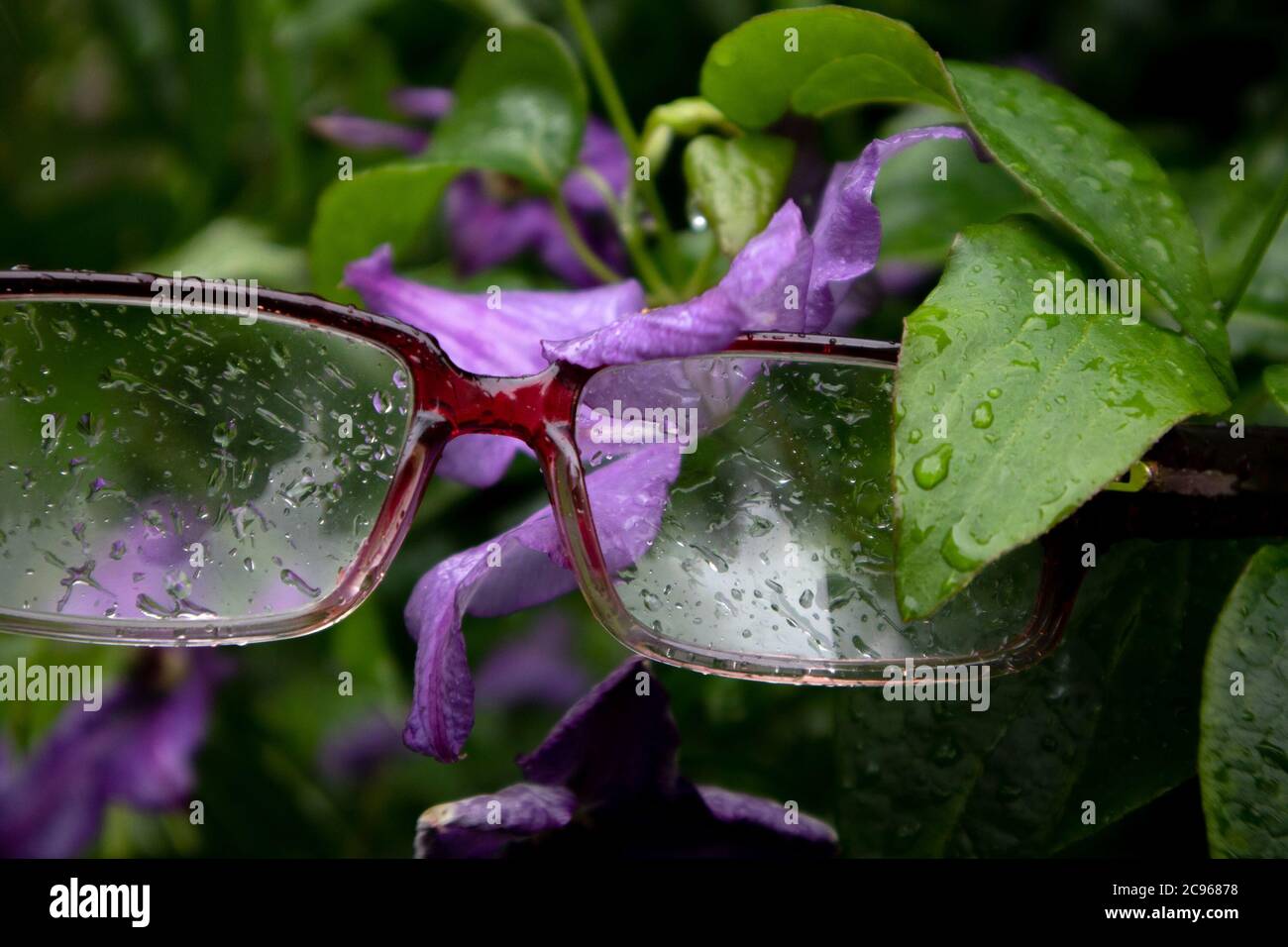 Eye glasses with rain drops hanging on the clematis bush with wet foliage and violet flower Stock Photo