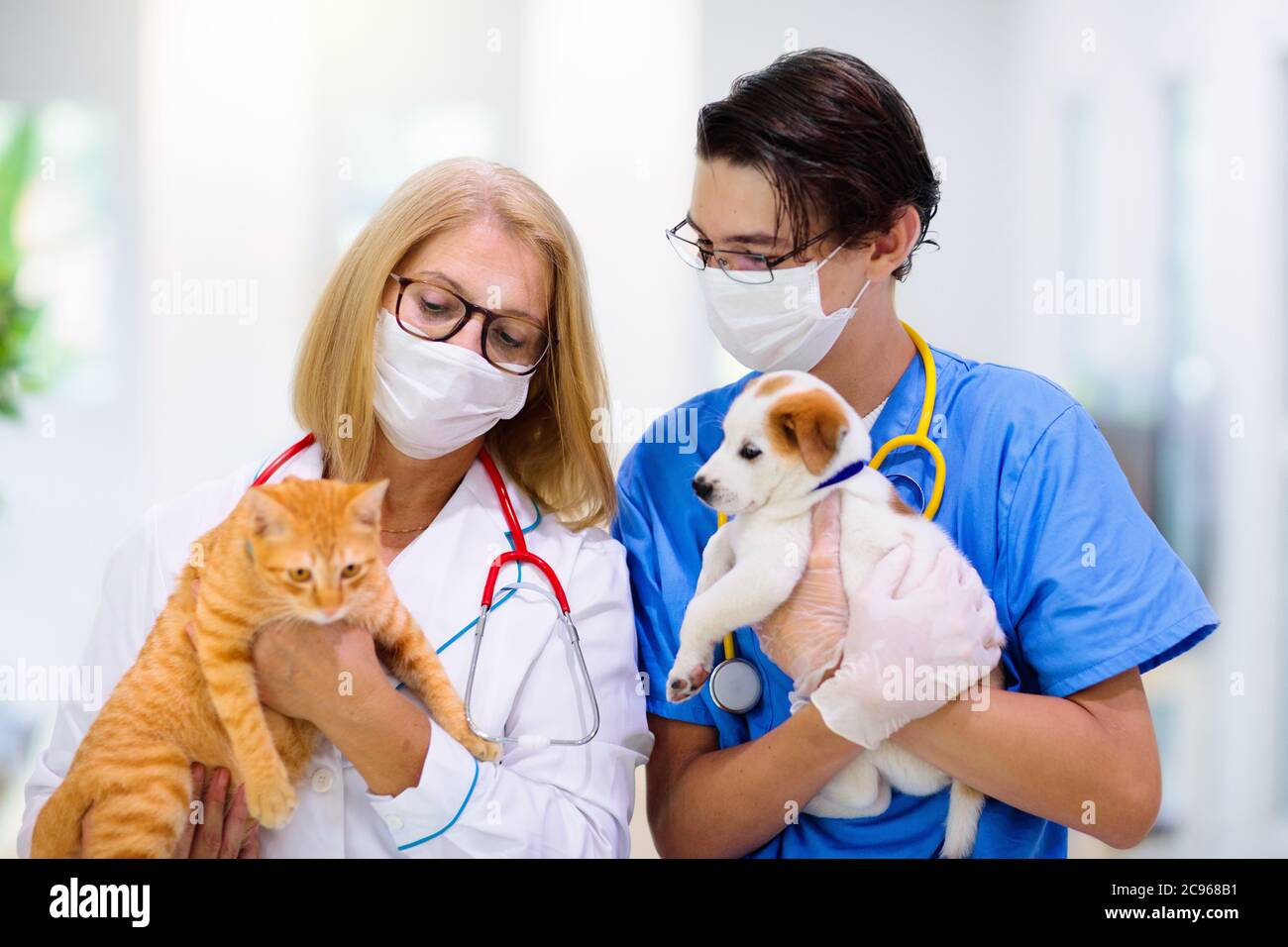 Vet examining dog and cat. Puppy and kitten at veterinarian doctor
