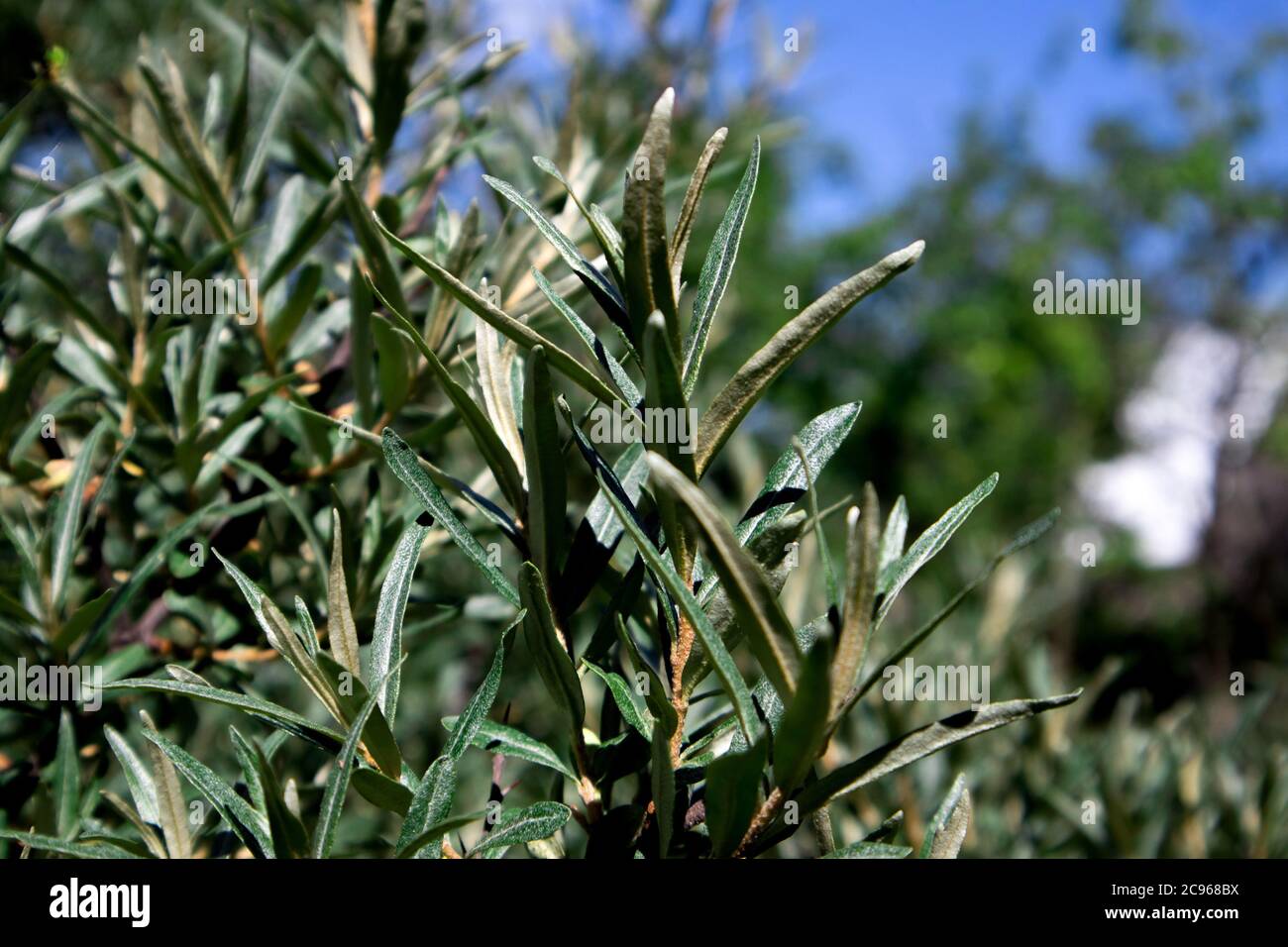 Dense thickets of young spring bush of sea buckthorn against the piece of blue sky Stock Photo
