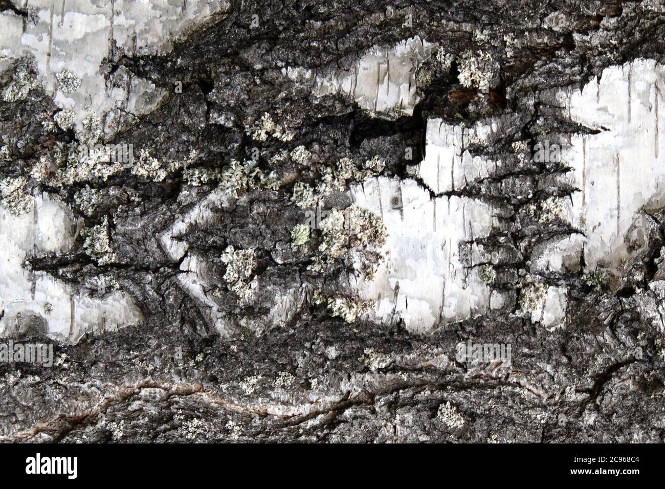 Close up view of natural white birch tree bark texture or background Stock Photo