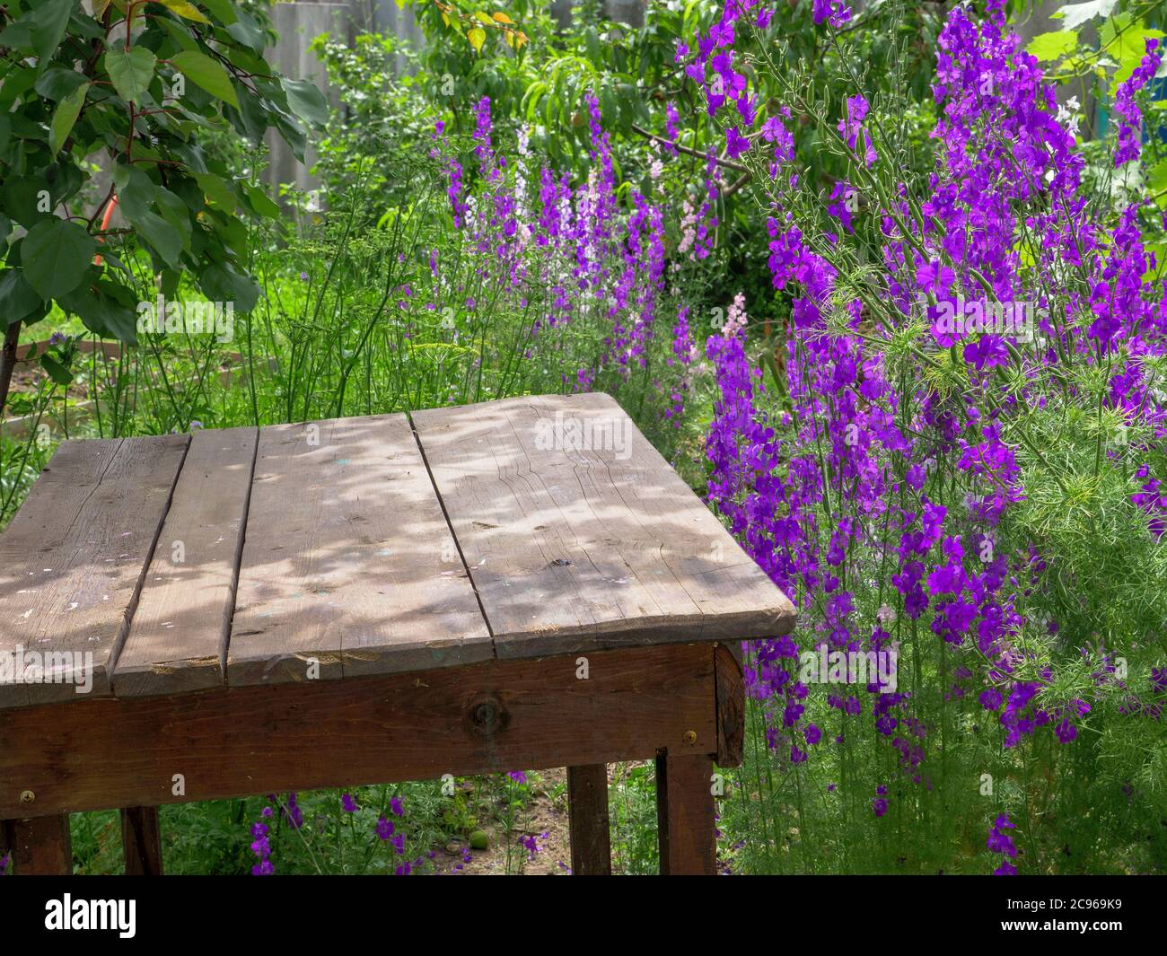 Beautiful purple Delphinium consolida (Consolida regalis) flowers blooming near rough rustic wooden table in a country house garden. Stock Photo