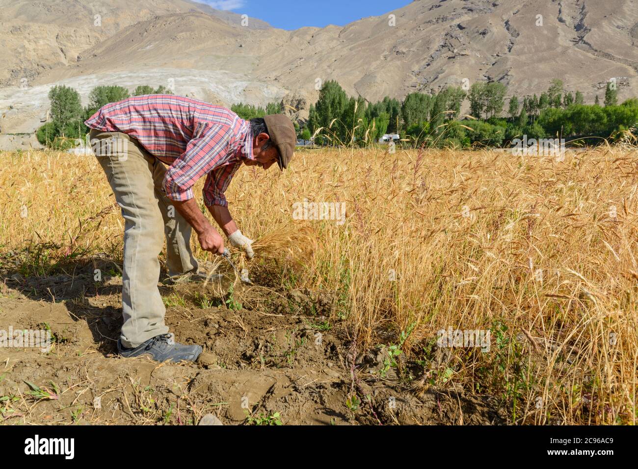 Farmer harvesting in the cornfield. Wakhan Corridor, Tajikistan, Stock Photo
