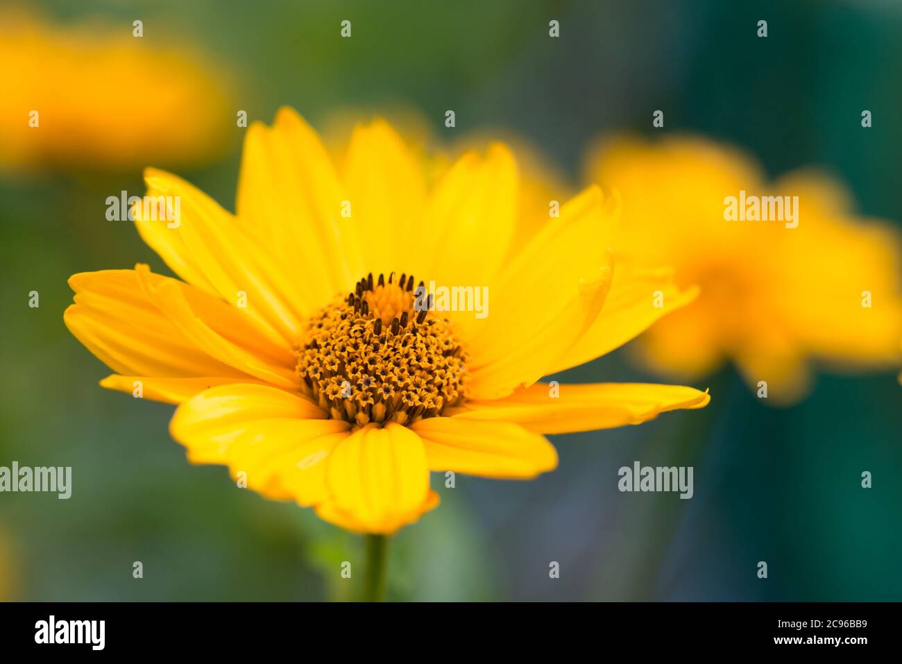 yellow garden flower in garden macro selective focus Stock Photo