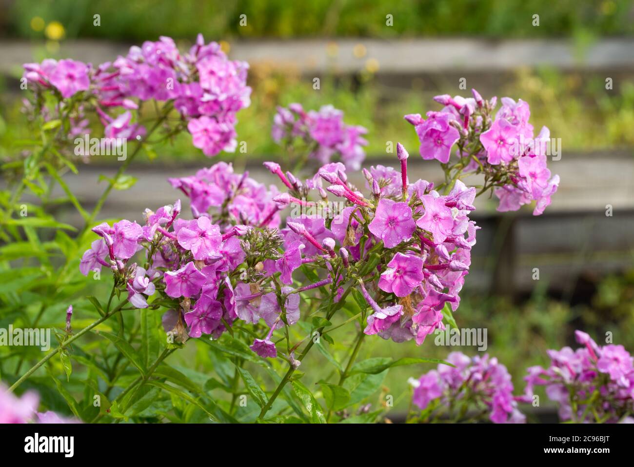 pink Phlox paniculata garden phlox flowers in garden macro selective focus Stock Photo