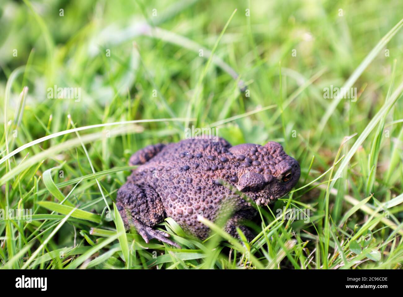 Common toad, Bufo bufo in long grass Stock Photo