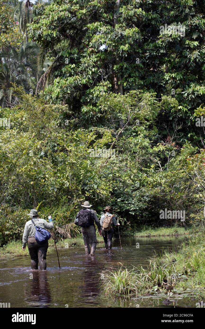 African photo safari. Odzala-Kokoua National Park, Republic of the Congo. Stock Photo