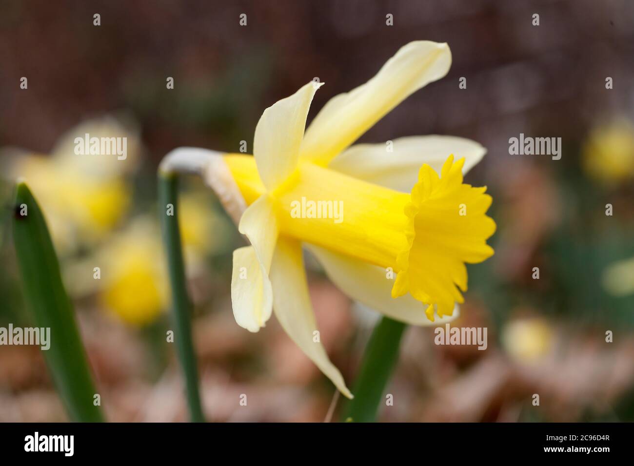 Yellow daffodil flowers in spring. Saint Gervais. France. Stock Photo