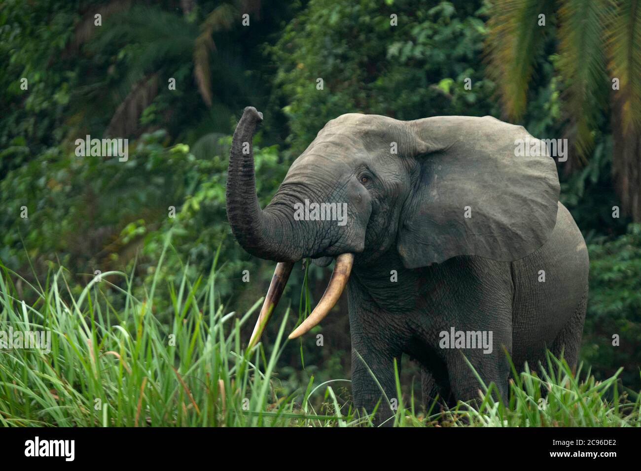 African forest elephant (Loxodonta cyclotis). Odzala-Kokoua National Park, Republic of the Congo. Stock Photo