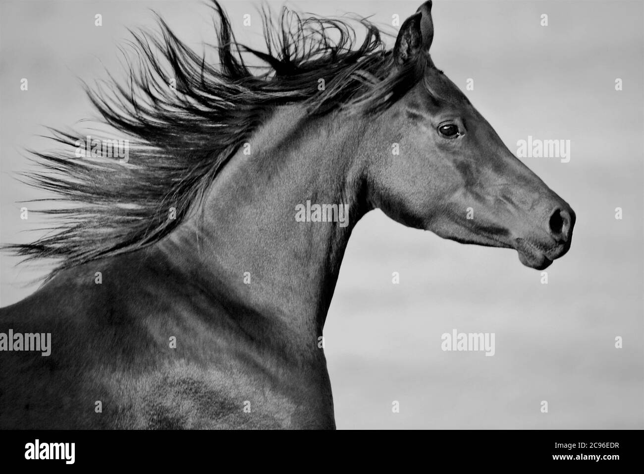 Black Arabian Horse galloping, portrait, Head closeup Stock Photo
