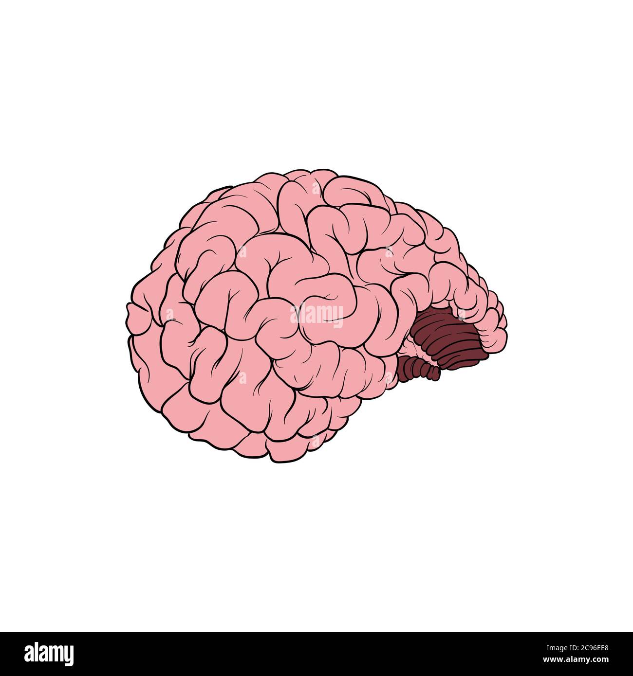 Realistic illustration of a human brain Stock Vector Image & Art Alamy