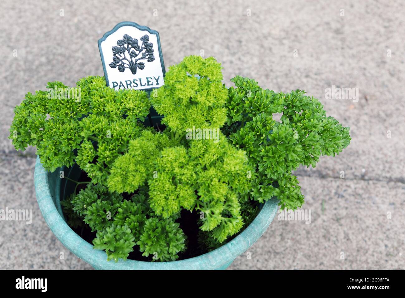 Parsley grown from seed Stock Photo