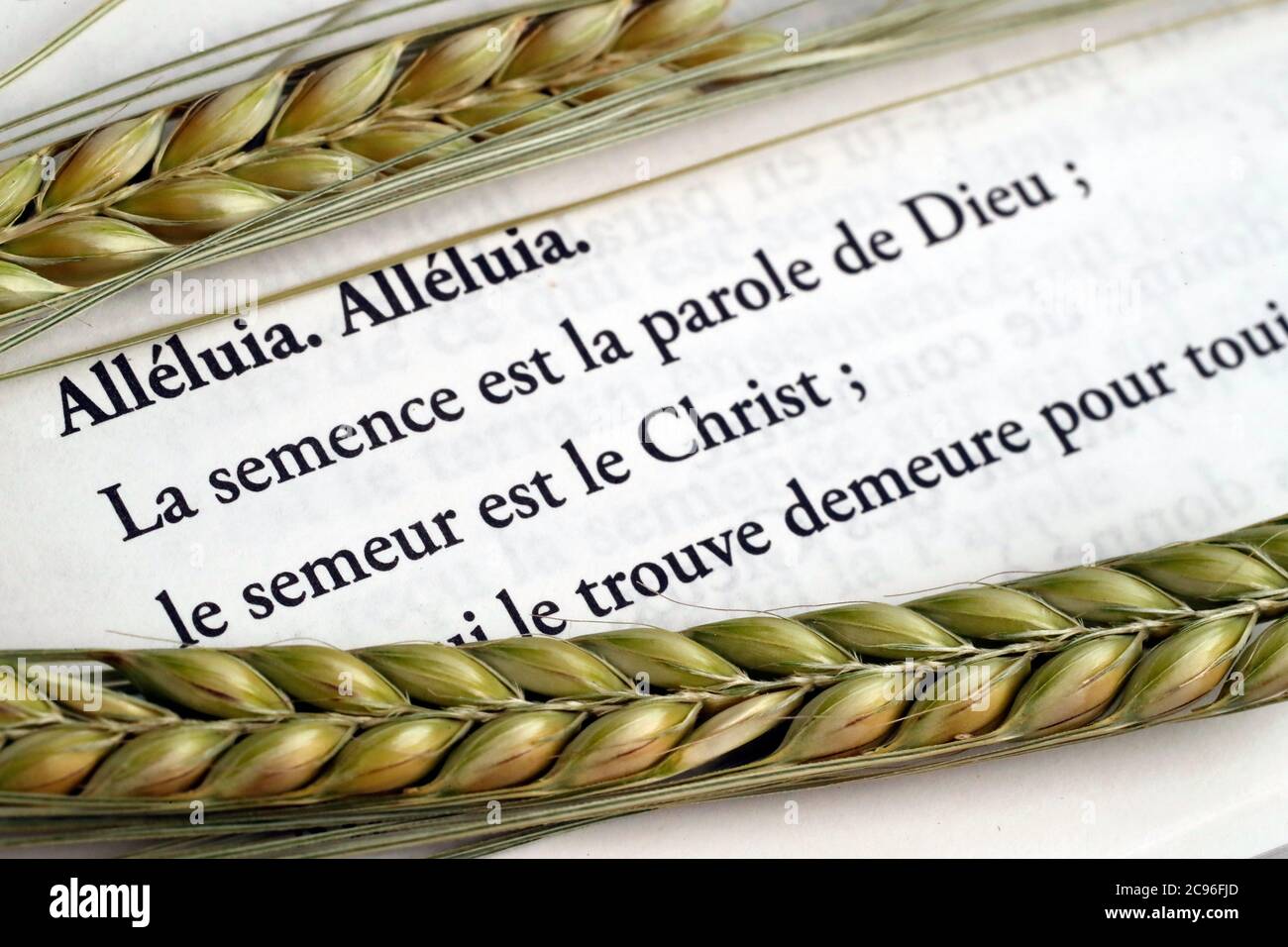 The sacred book of the Bible and ears of wheat as a symbol of spiritual and physical food.  The Parable of the Sower.  France. Stock Photo