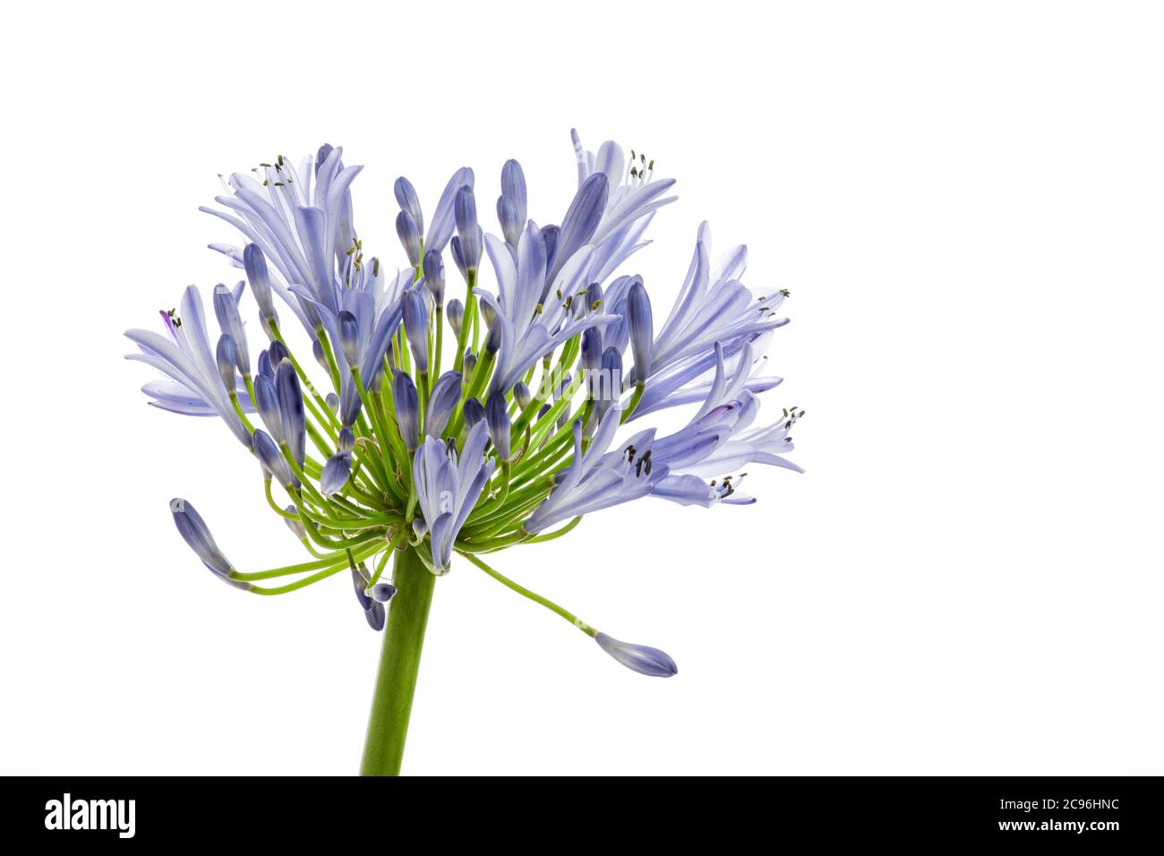 Blue Agapanthus flower photographed against a plain white background Stock Photo