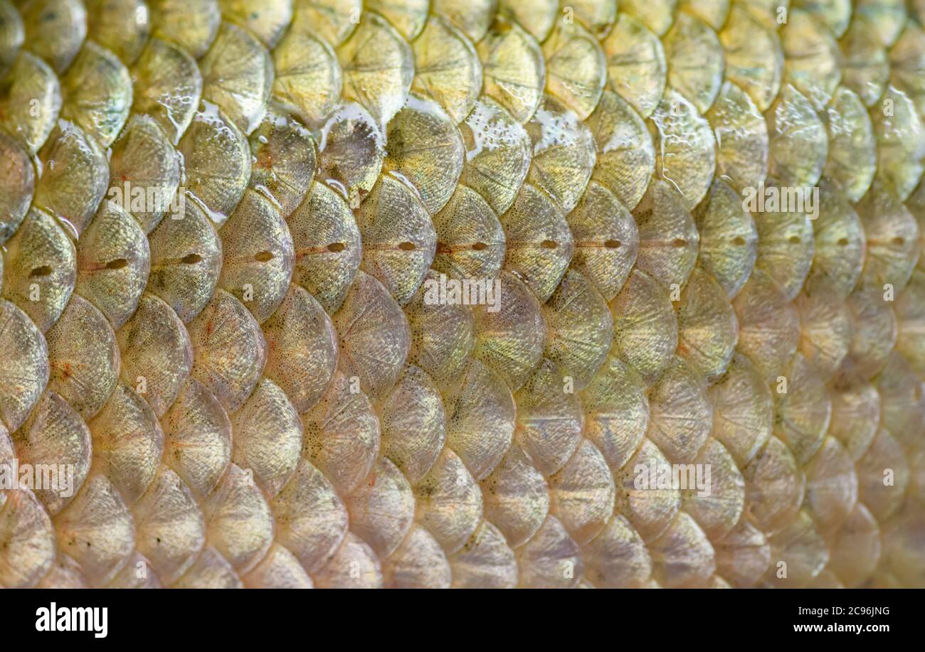 Fish scales skin close up macro hi-res stock photography and