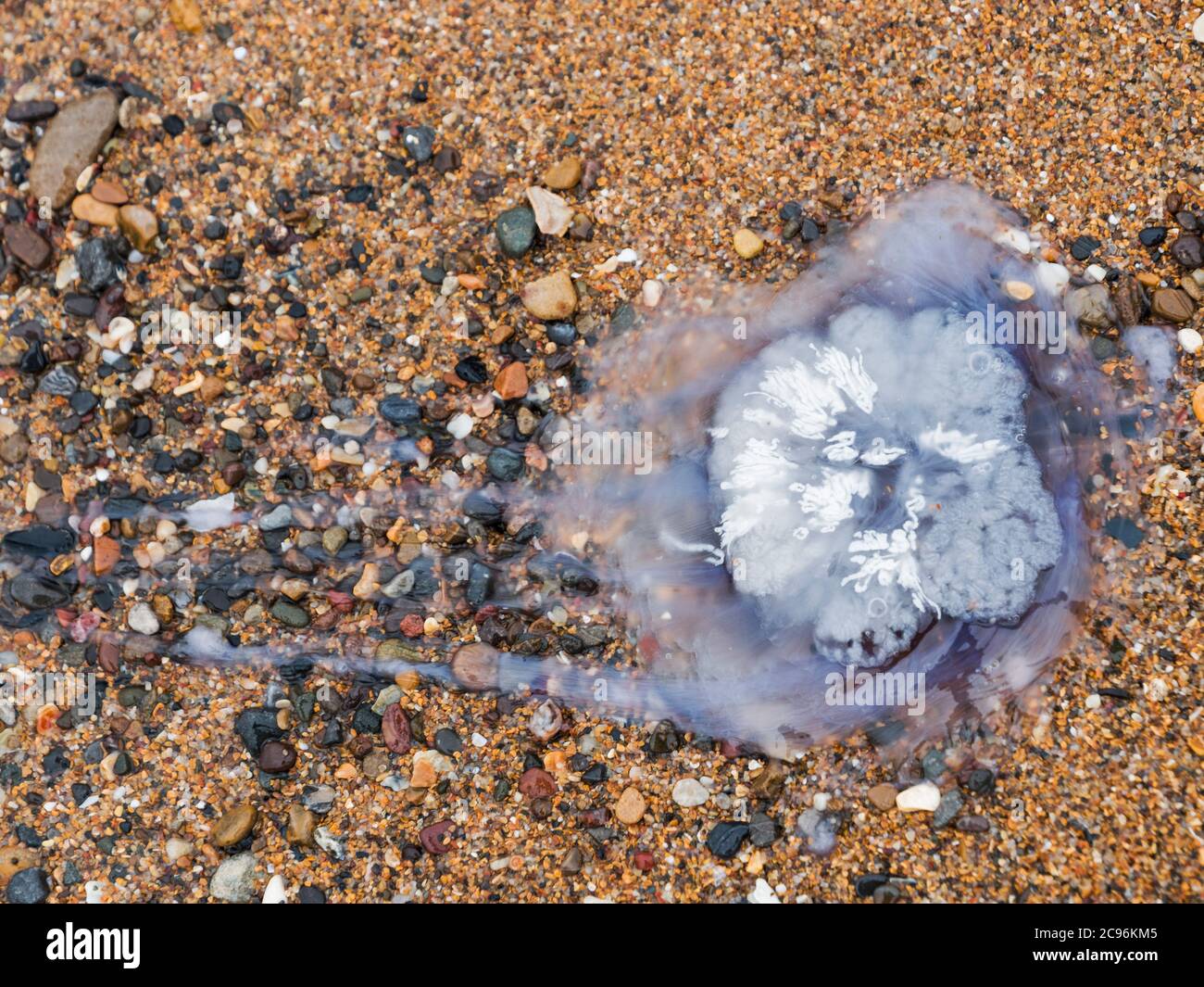 A jellyfish floats above a pebbly Northumberland beach Stock Photo