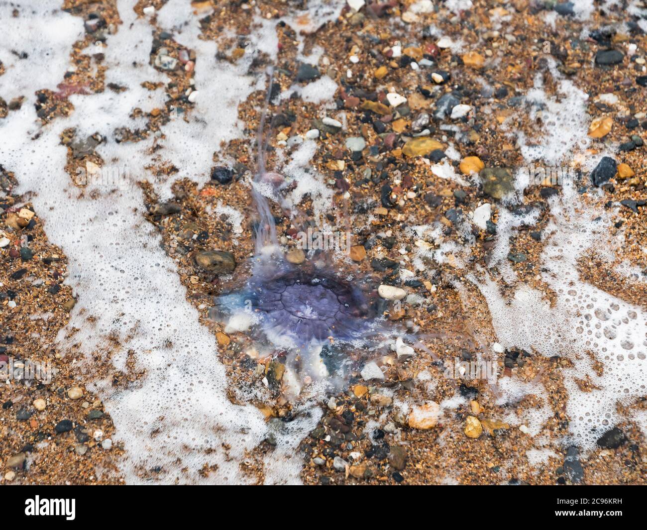 A blue jellffish, Cyanea lamarckii, washes up on a Northumberland beach, UK Stock Photo