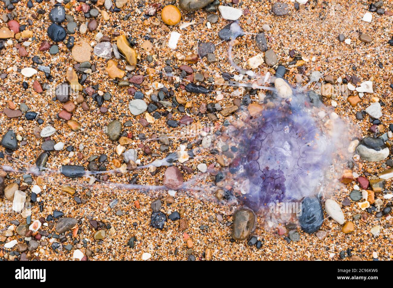 A Cyanea lamarckii, blue jellyfish on a pebbly Northumberland, UK, beach. Stock Photo