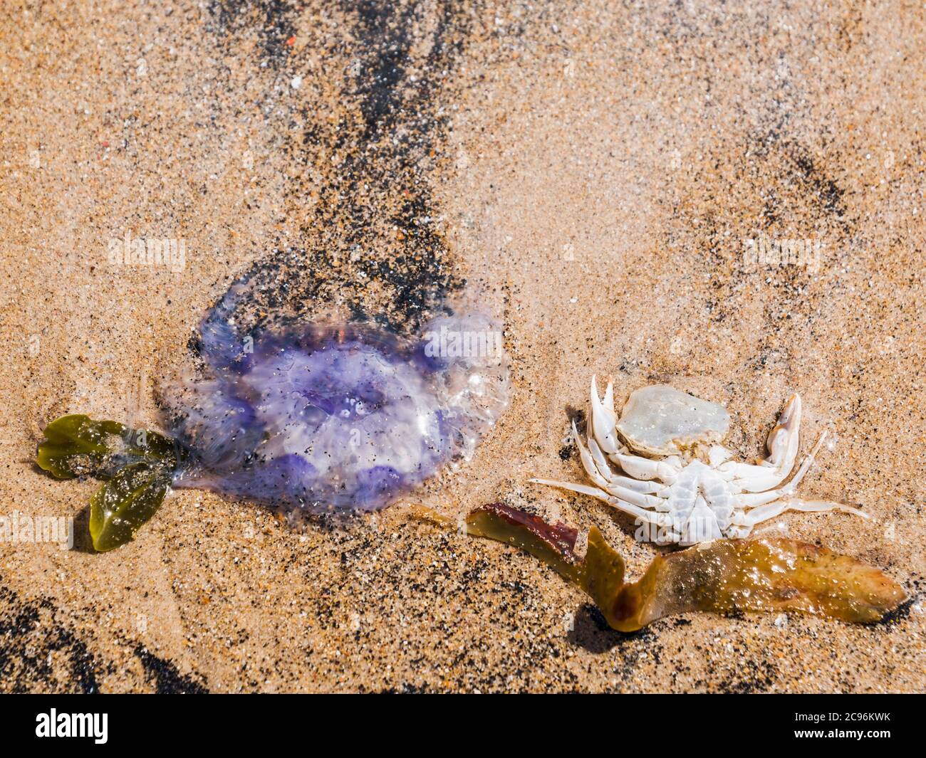 Jellyfish, Cyanea lamarckii, seaweed and a dead crab wahed up on a sandy beach. Stock Photo