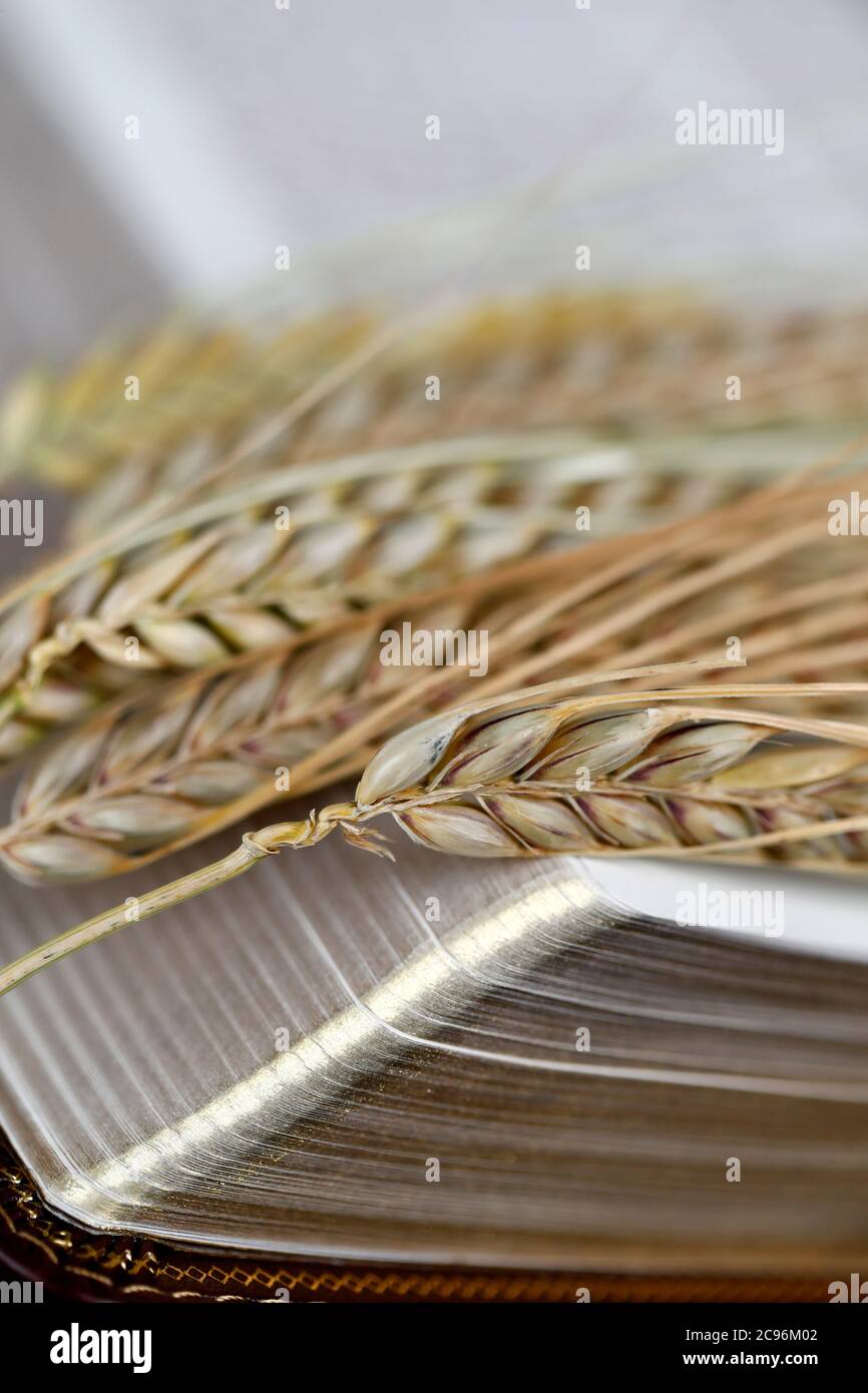 The sacred book of the Bible and ears of wheat as a symbol of spiritual and physical food.  France. Stock Photo