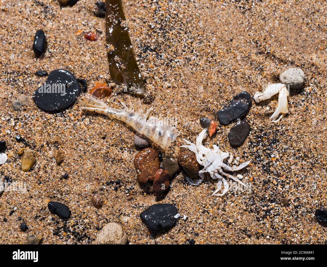 Things washed up on a Northumberland beach including crab, coal, seaweed and fish remains. Stock Photo