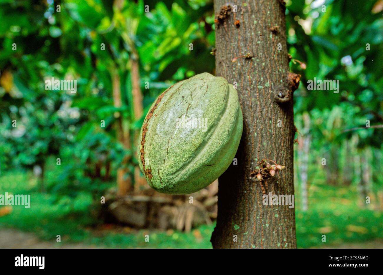 Cacao venezuela hires stock photography and images Alamy
