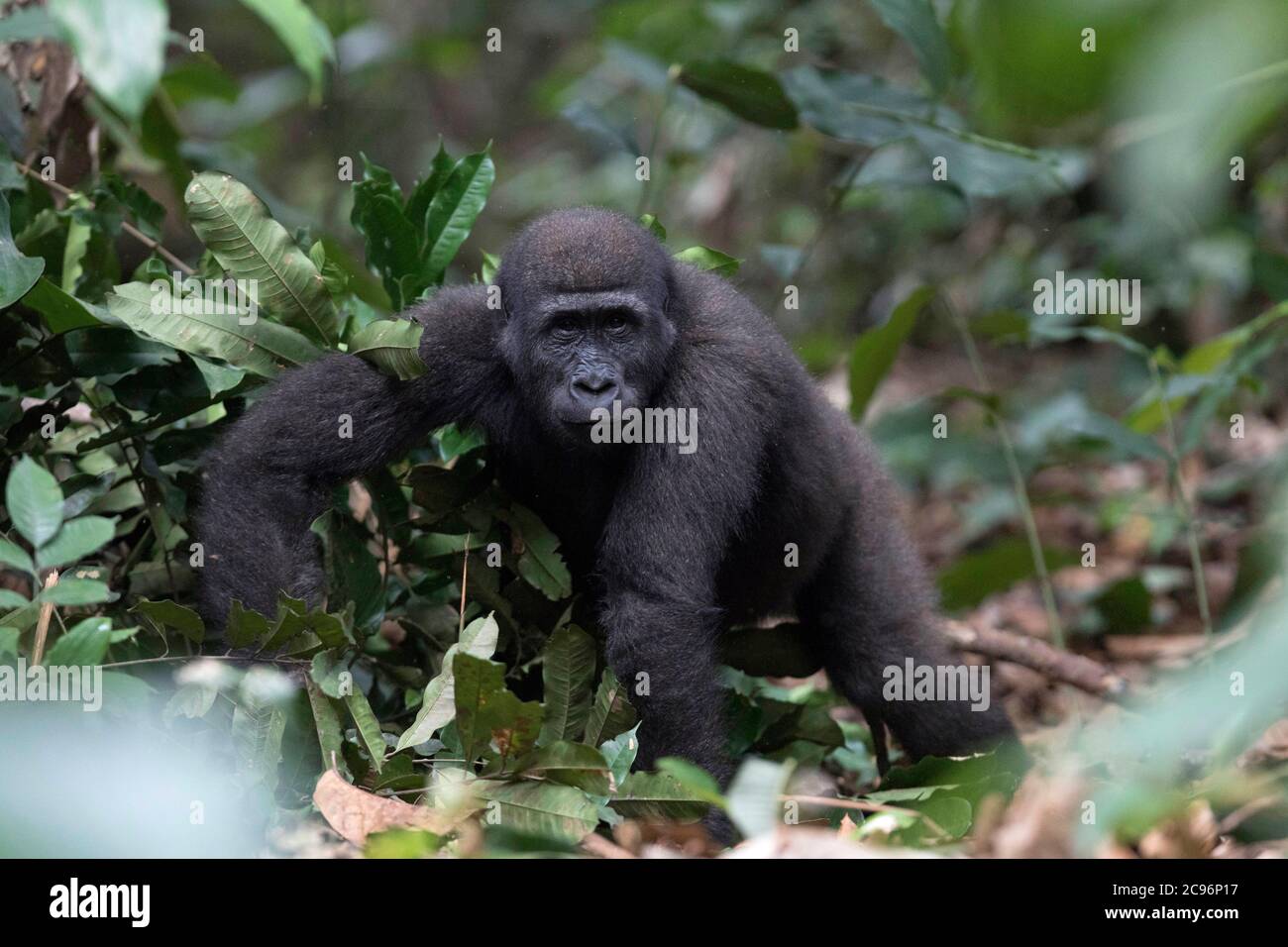 Western lowland gorilla.  Odzala-Kokoua National Park, Republic of the Congo. Stock Photo