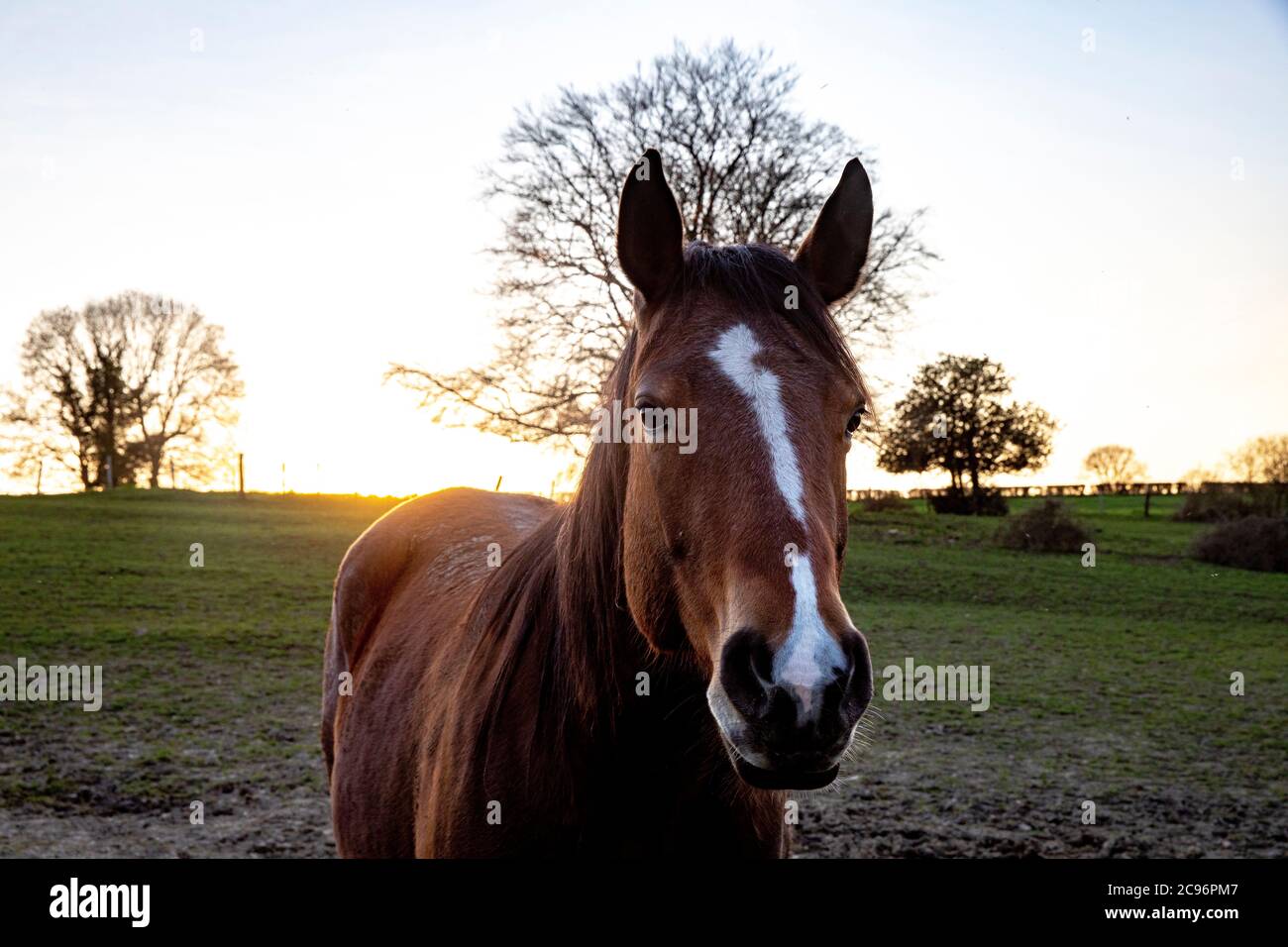 Horse in a Normandy ranch, France Stock Photo Alamy