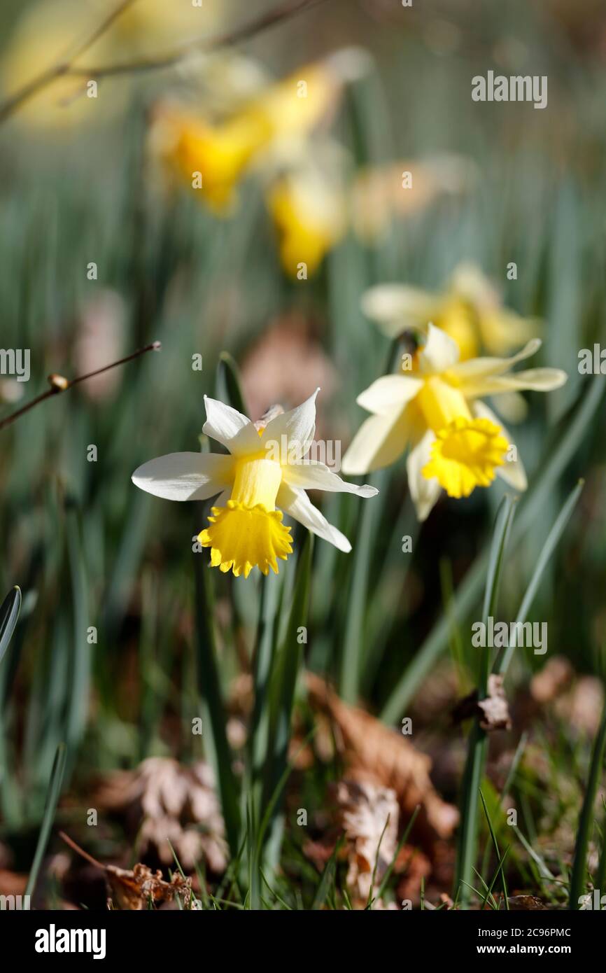 Yellow daffodil flowers in spring. France. Stock Photo