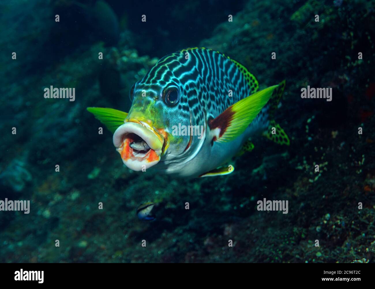 Diagonal-banded Sweetlips, Plectorhinchus lineatus, with cleaner wrasse in mouth, Liberty Wreck dive site, Tulamben, Bali, Indonesia, Indian Ocean Stock Photo