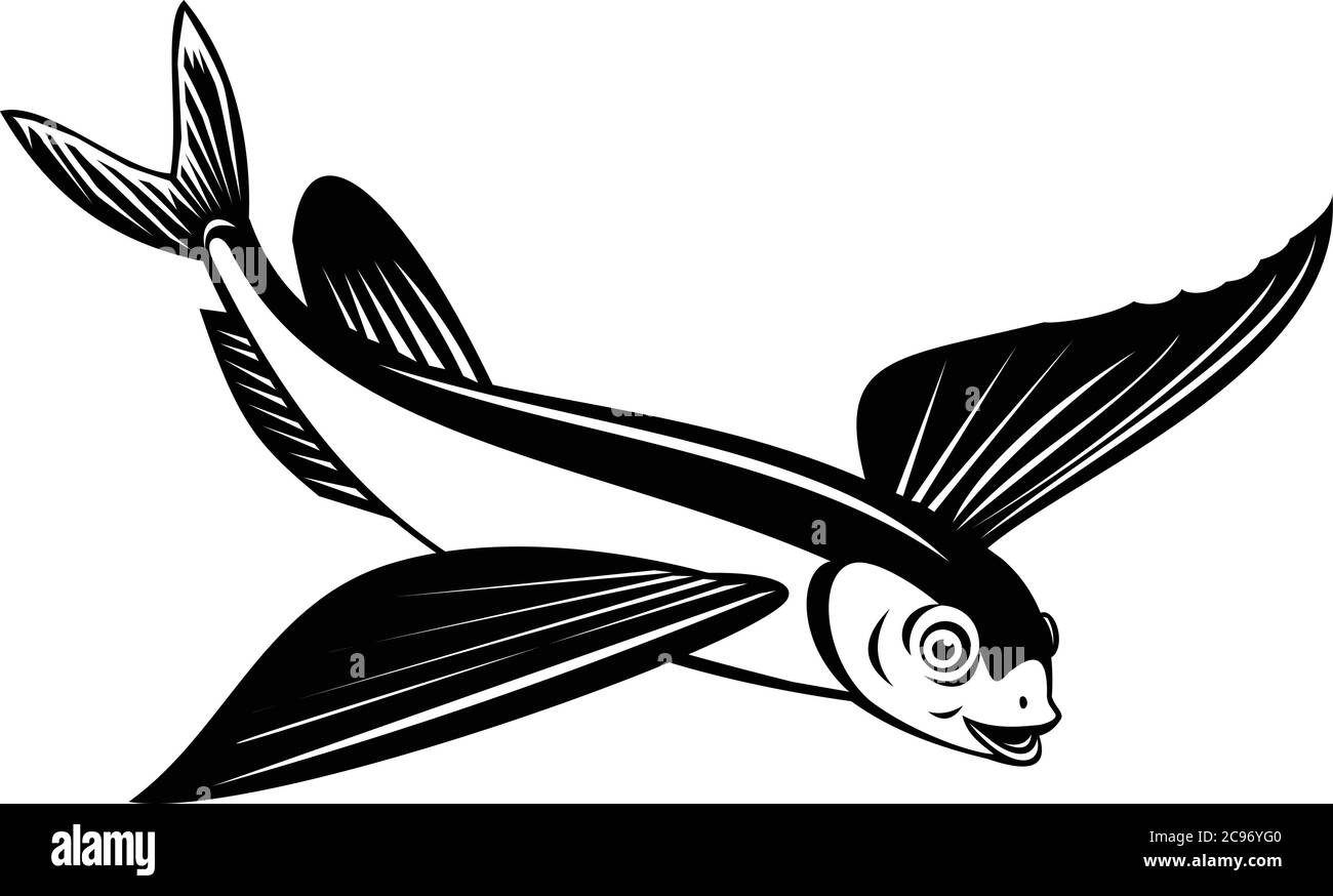Retro style illustration of a Sailfin flying fish or flying cod viewed from side on high angle on isolated background done in black and white. Stock Vector