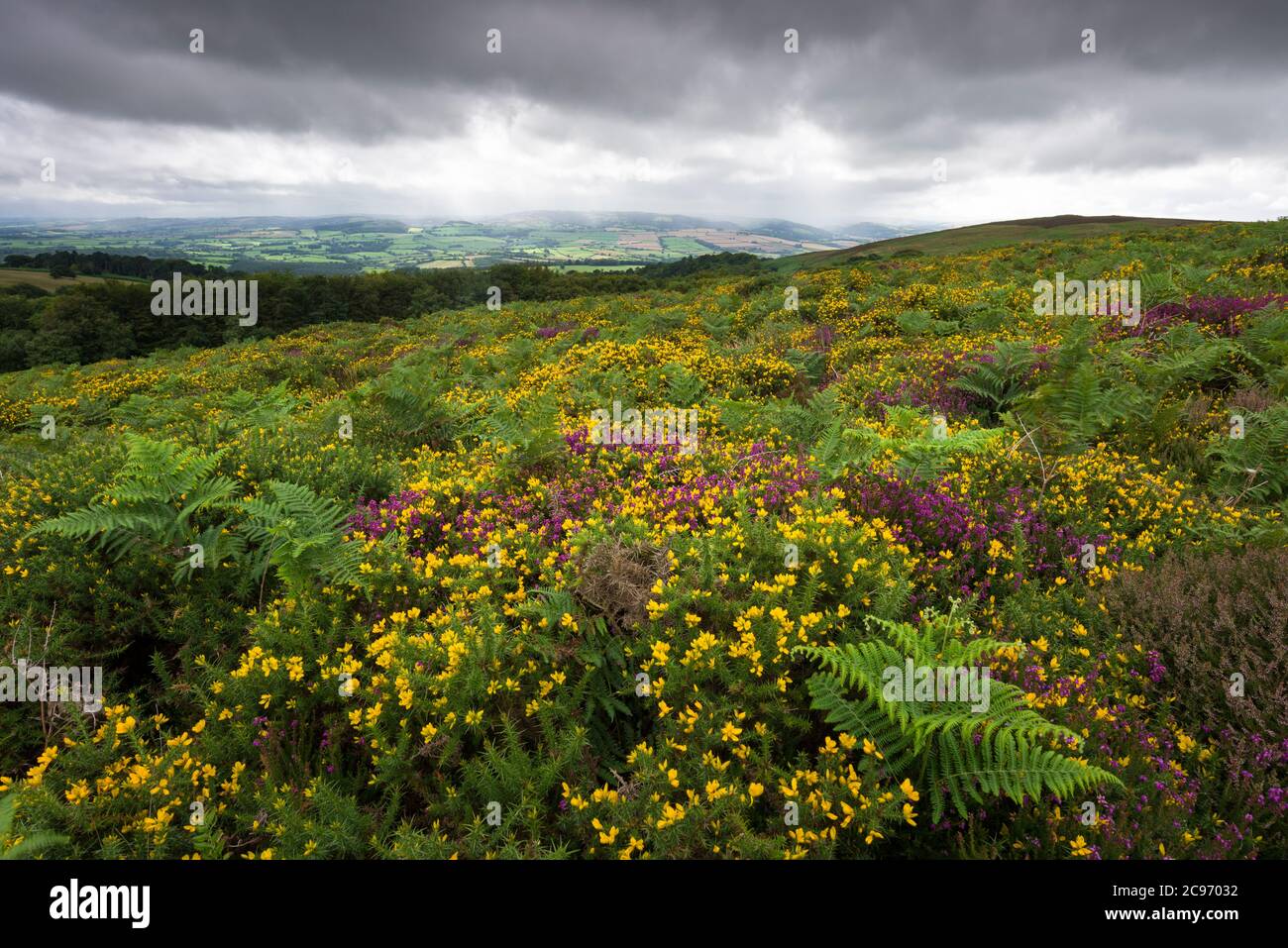 Heather and gorse in flower on Black Hill in the Quantock Hills with the Brendon Hills beyond, Somerset, England. Stock Photo