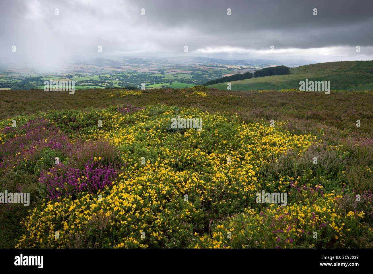 Western Gorse (Ulex gallii) in flower on Hurley Beacon in the Quantock Hills with rainfall on the Brendon Hills beyond, Somerset, England. Stock Photo