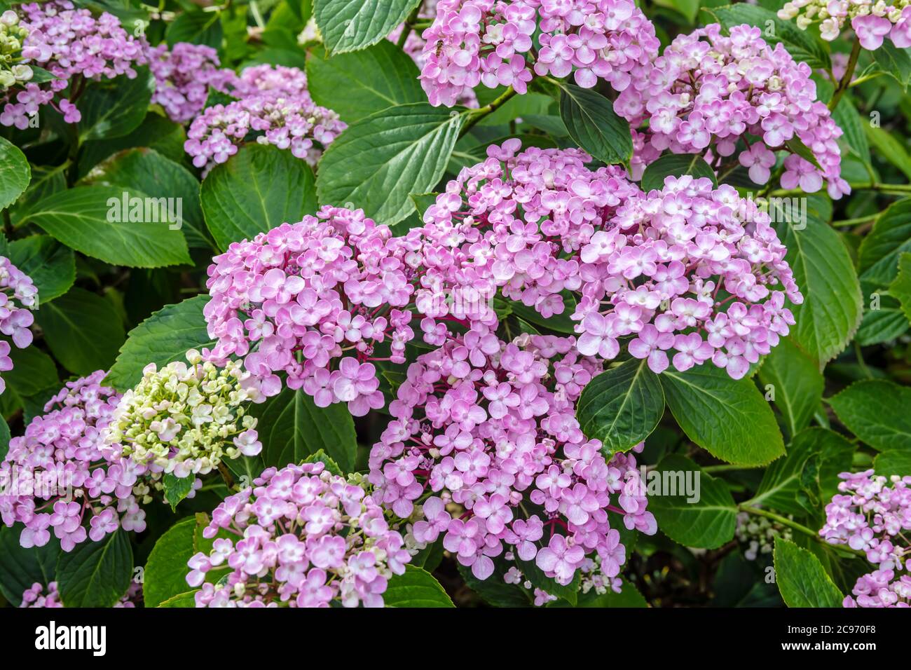 Pink mophead hydrangea, 'Ayesha' in an English garden Stock Photo Alamy