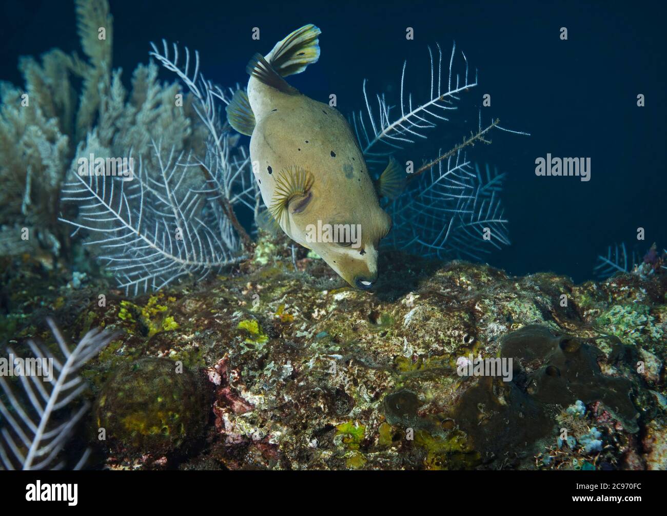 Blackspotted Puffer, Arothron nigropunctatus, on reef, Tulamben, Bali, Indonesia Stock Photo