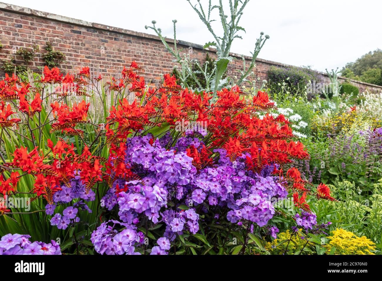 Red Crocosmia and purple phlox flowering plants in a herbaceous border. Stock Photo