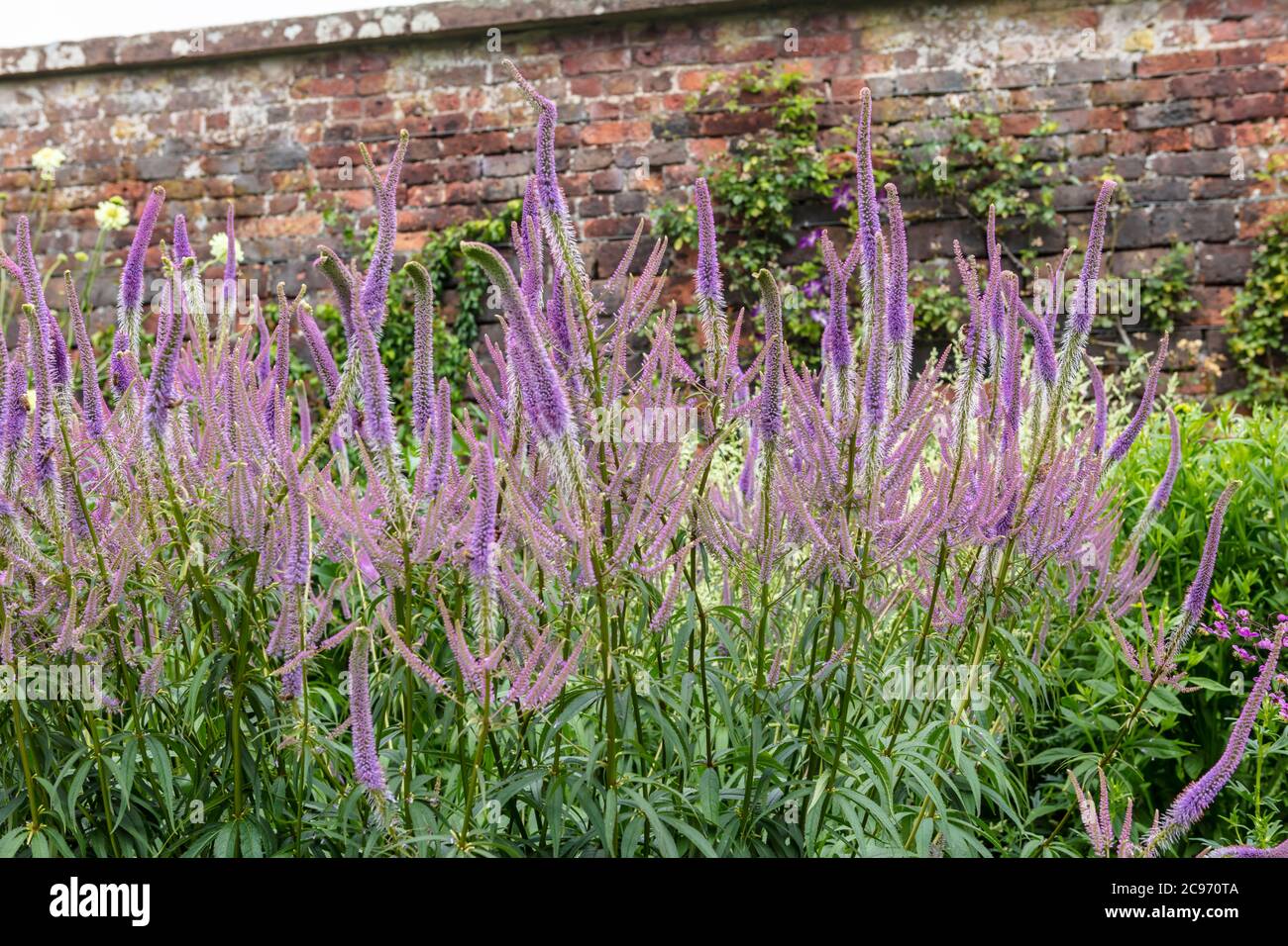 Purple Veronica Spicata established flowering plants in herbaceous border. Stock Photo