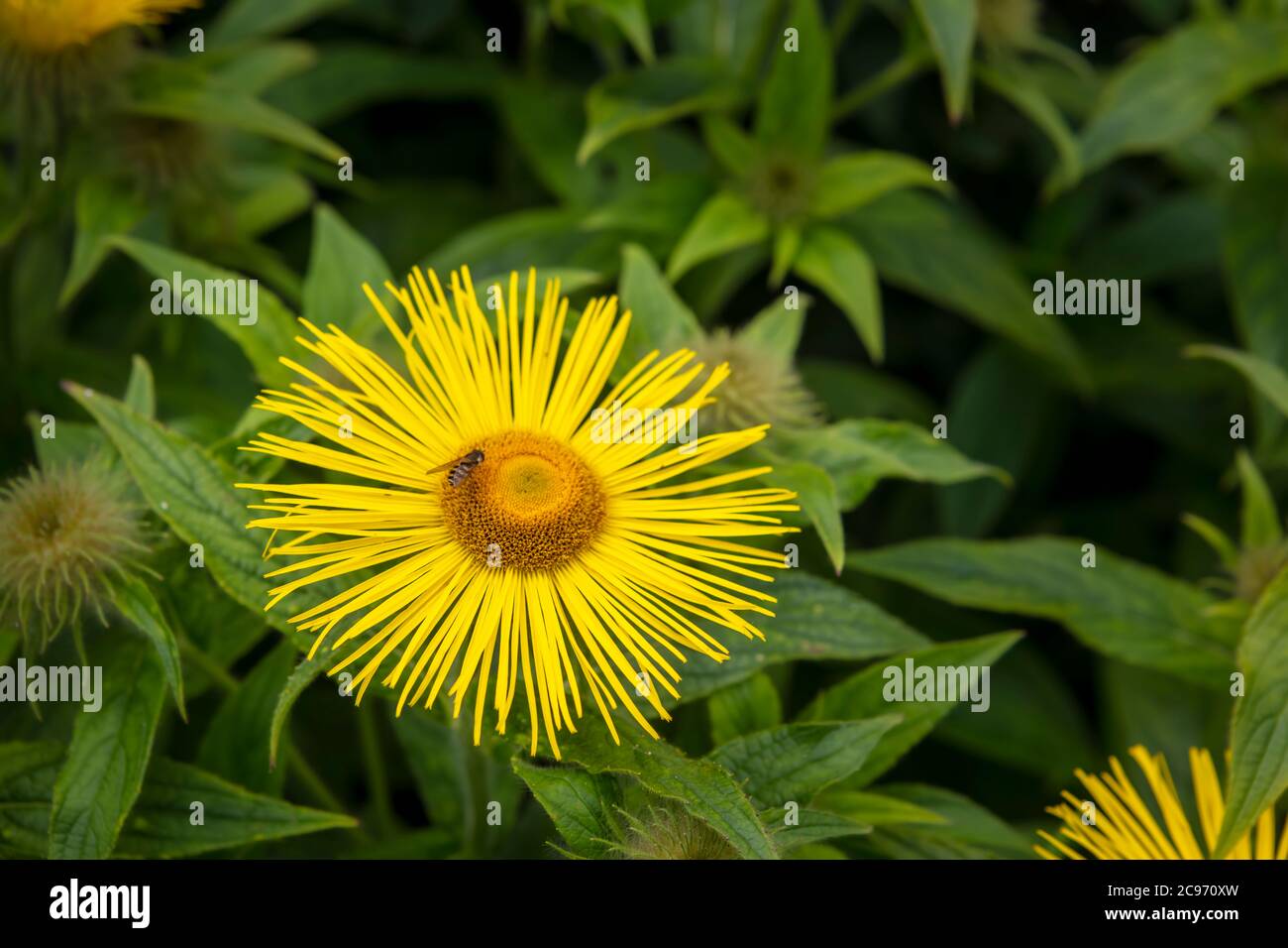 Inula hookeri also Hooker inula, a large yellow daisy with long thin elegant petals. Stock Photo