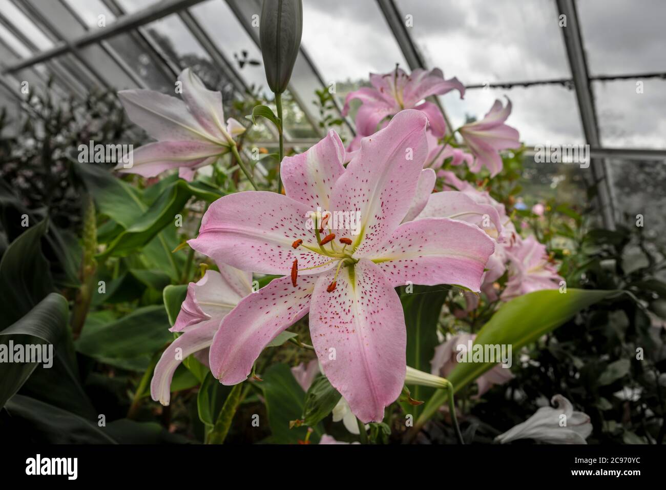 Large fragrant pink lily flower in hot house. Stock Photo