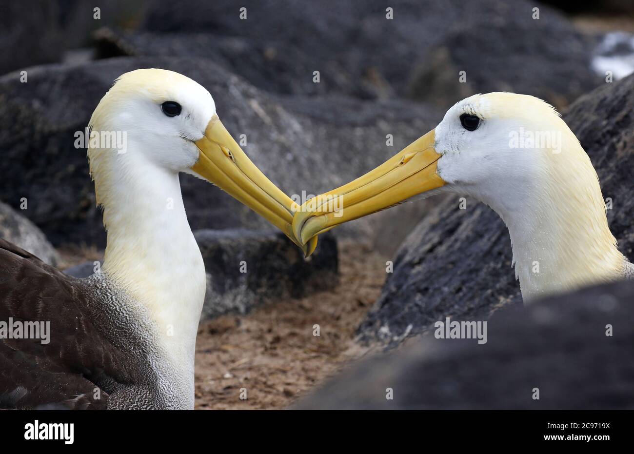 Waved albatross, Galapagos albatross (Diomedea irrorata, Phoebastria irrorata), Pair bonding, Critically endangered Waved Albatross on Espanola Island, Ecuador, Galapagos Islands, Espanola Stock Photo