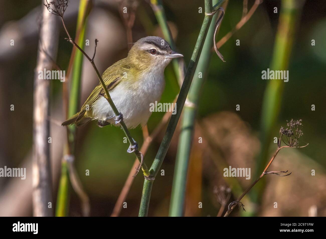 red-eyed vireo (Vireo olivaceus), perching on a stem, side view, Azores, Portogallo Stock Photo